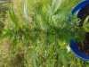 20180730_073037.jpeg