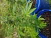 20180730_073025.jpeg