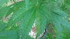 20180805_105459.jpg