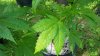 20180805_105321.jpg