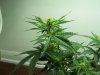 100_2128.jpg