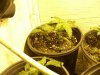 100_9514.jpg