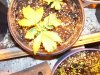 100_9516.jpg