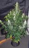 CM_day59_1-small.jpg