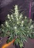 ABB_day59_2-small.jpg