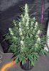 ABB_day59_1-small.jpg