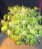 sd_red_3-small.jpg