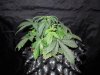 Mossys seeds 001.jpg