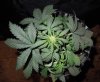 Mossys seeds 003.jpg