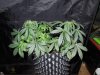 Mossys seeds 004.jpg