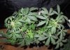 Mossys seeds 005.jpg