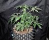 Mossys seeds 006.jpg