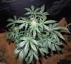 Mossys seeds 008.jpg