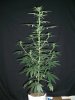 SOUR JACK_2-10-13 1.jpg