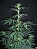 SOUR JACK_2-10-13 2.jpg