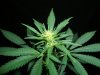 SOUR JACK_2-10-13 3.jpg