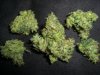 AMNESIA TEST NUGGS 1.jpg