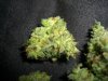 AMNESIA TEST NUGGS 2.jpg