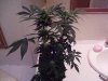 100_0370.jpg