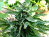 bud - Copy.jpg
