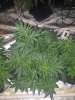 20180807_125821.jpg 20180807_125821.jpg