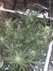 20180807_125935.jpg 20180807_125935.jpg