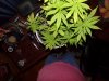 100_0145.JPG