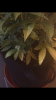 B80C7B2B-57B5-45DD-83DE-A4F37316F48A.png