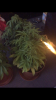 FA1FF0E9-27EC-42D4-8AF0-A7FA9F1D4438.png