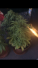 93986B7C-ADA2-45D1-8554-D89DCB94275B.png