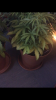 B86DF81D-6859-4AC7-AD61-ADA17DA6D989.png