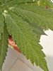 IMG_20180831_093107.jpg