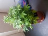 20180904_100158.jpg