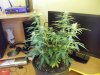 100_2153.jpg
