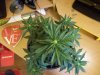 100_2168.jpg