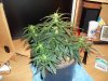 100_2173.jpg