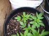 100_9597.jpg