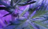 pistils2-day23.jpg