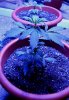 ak1-day24-height.JPG
