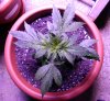 Variegated-day29-whole.JPG