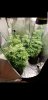 Screenshot_20180928-142106_Gallery.jpg