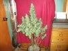 DSCF2022.jpg