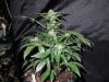 Mossys seeds 002.jpg
