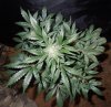 Mossys seeds 005.jpg