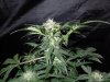 Mossys seeds 007.jpg