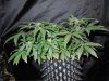 Mossys seeds 008.jpg