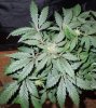 Mossys seeds 010.jpg