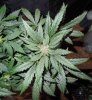 Mossys seeds 012.jpg