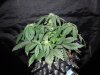 Mossys seeds 020.jpg