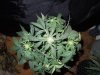 Mossys seeds 021.jpg